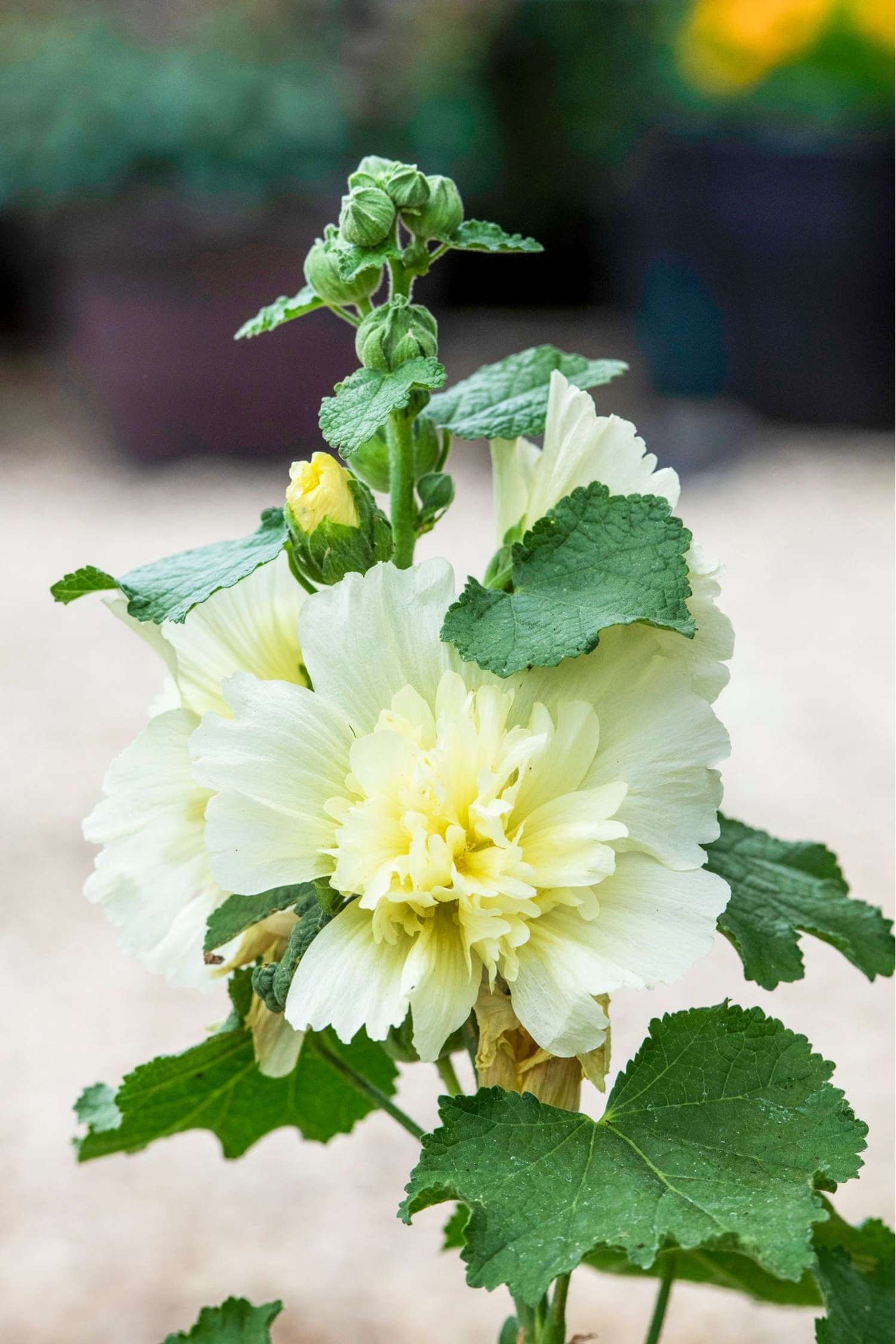 Salkoruusu 'Spring Celebrities Lemon'